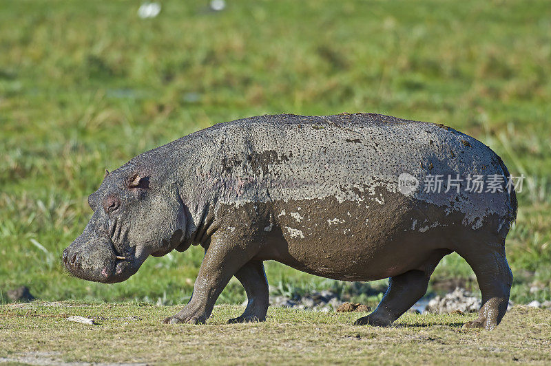 河马(hippopotamus amphibius)，或hippo，源自古希腊语，意为“河马”。它是生活在撒哈拉以南非洲的一种大型食草哺乳动物，是河马科中仅存的两种之一。肯尼亚安博塞利国家公园。